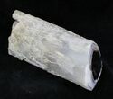 Polished Blue Forest Petrified Wood Limb #28358-1